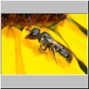 Heriades truncorum - Loecherbiene w08a 6-7mm - OS-Garten det.jpg